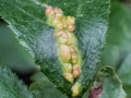 Eriophyes homophyllus gall